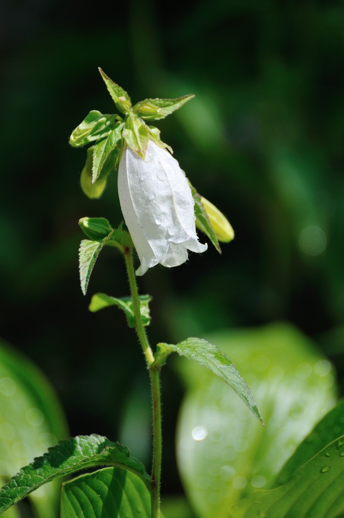 It blooms in early summer　Ⅰ