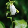 It blooms in early summer　Ⅰ