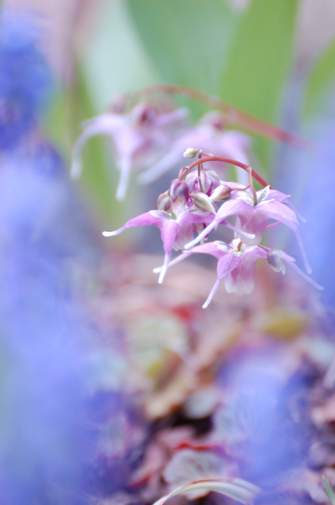 Spring of my garden　Ⅲ