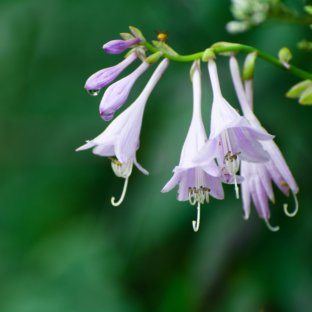 Blooms on the rain