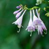 Blooms on the rain