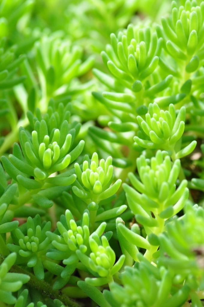 sedum