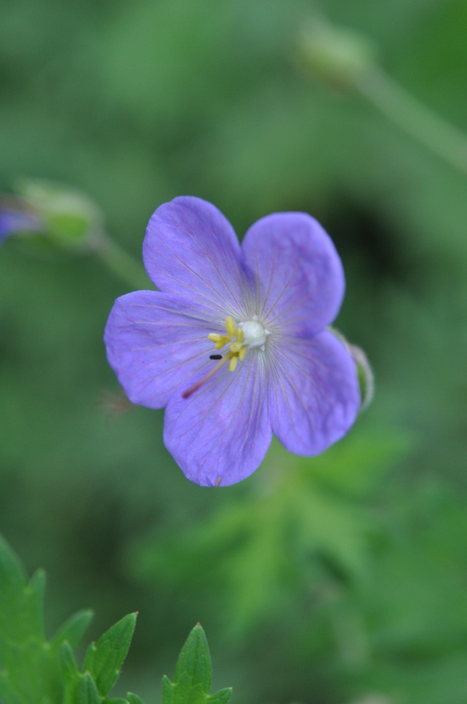 Geranium Johnson's Blue 