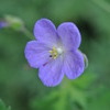 Geranium Johnson's Blue 