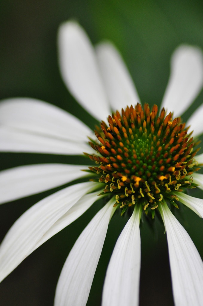 Echinacea purpurea