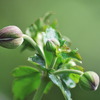 Anemone hupehensis var. japonica