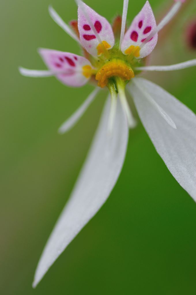 Saxifraga stolonifera　Ⅰ