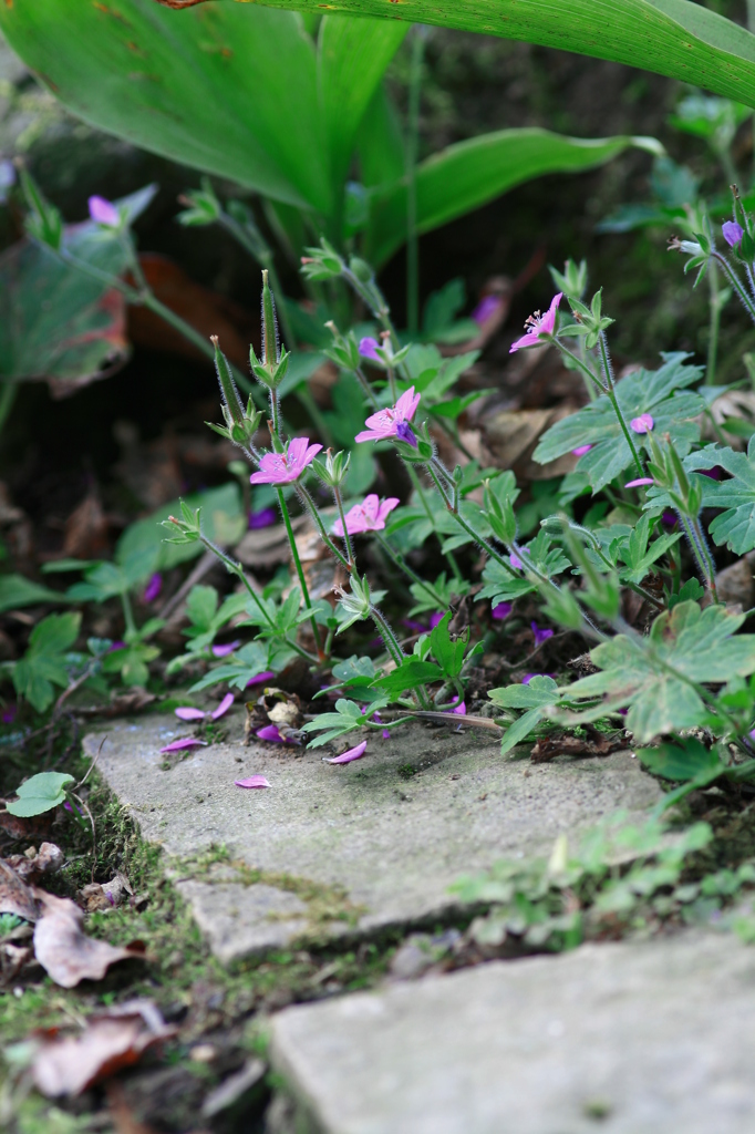 Corner of the garden