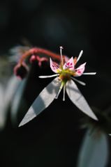 Saxifraga stolonifera　Ⅲ