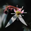 Saxifraga stolonifera　Ⅲ