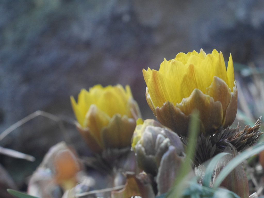 Sign of spring　Ⅱ
