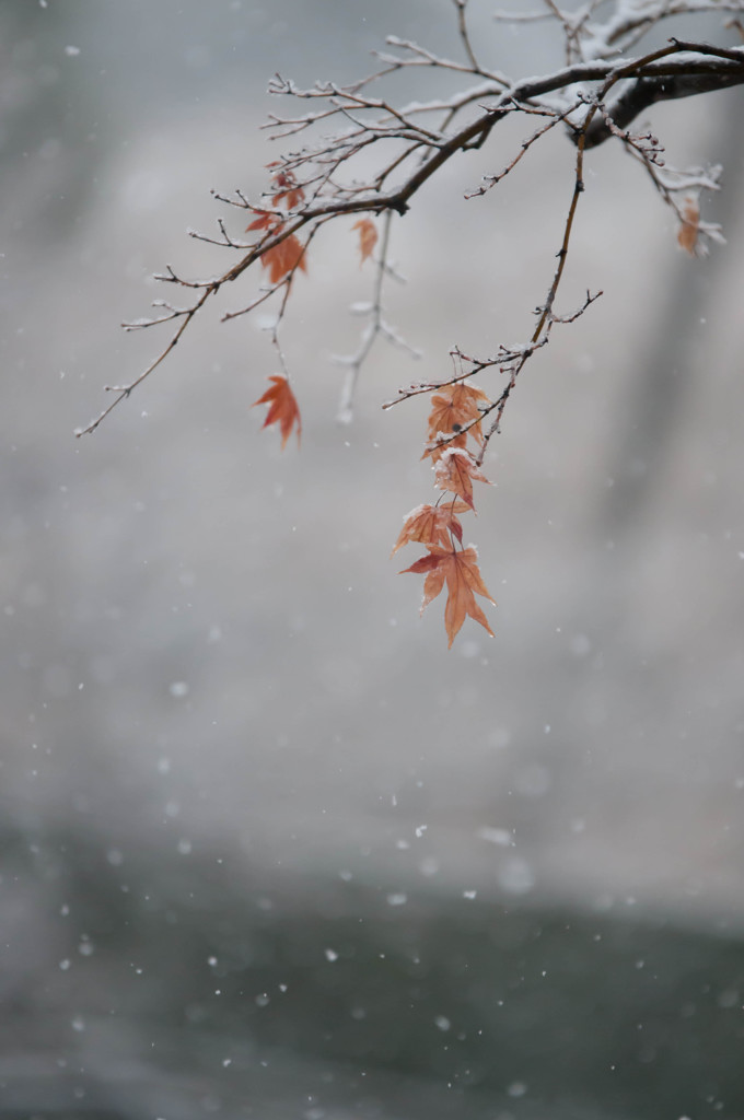 The snow which falls calmly