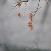 The snow which falls calmly