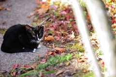 Pretty visitor　Ⅱ