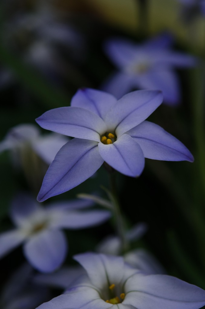 bloom in forest floor