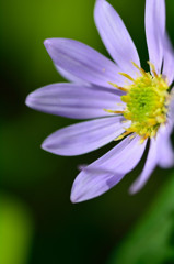 Shooting of flowers　Ⅱ