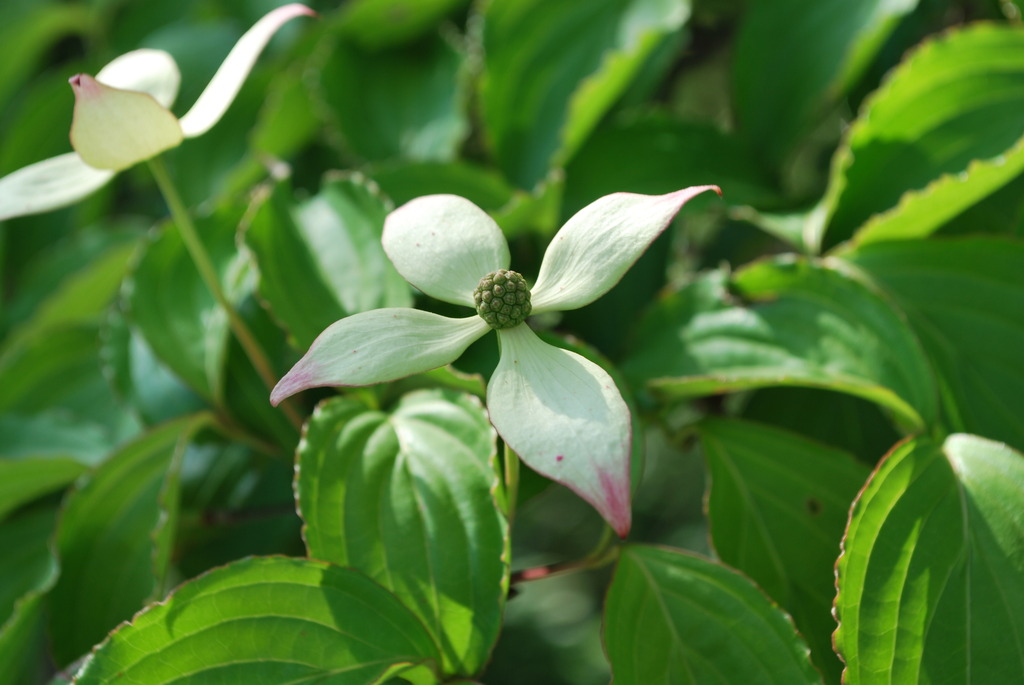Benthamidia japonica