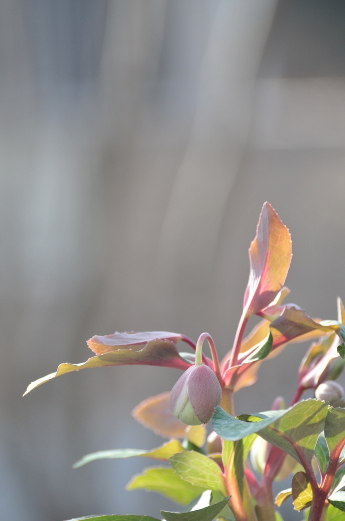 Helleborus lividus Aiton