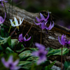 Spring ephemeral　2015（番外編）