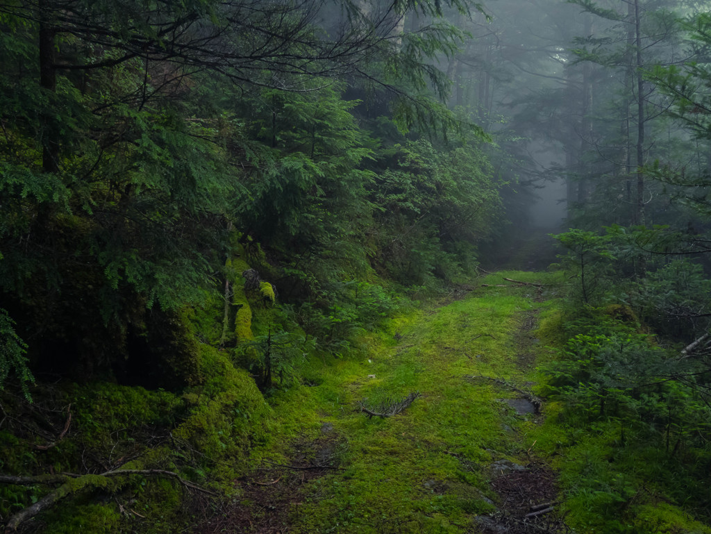 Rainy North Yatsugatake Forest　Ⅰ