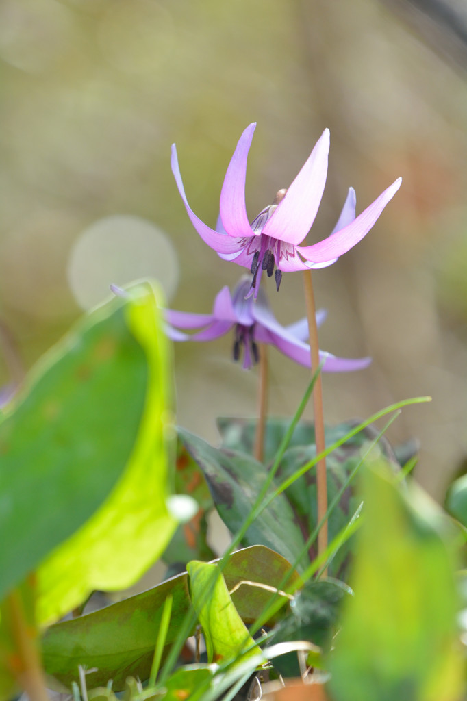 Spring ephemeral　2015　Ⅳ