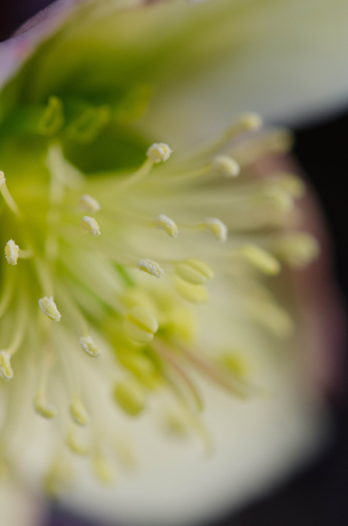 The tip of the stamen