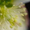 The tip of the stamen