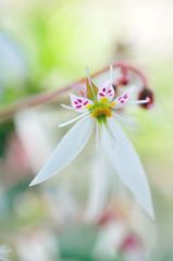 Saxifraga stolonifera　Ⅱ