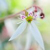 Saxifraga stolonifera　Ⅱ