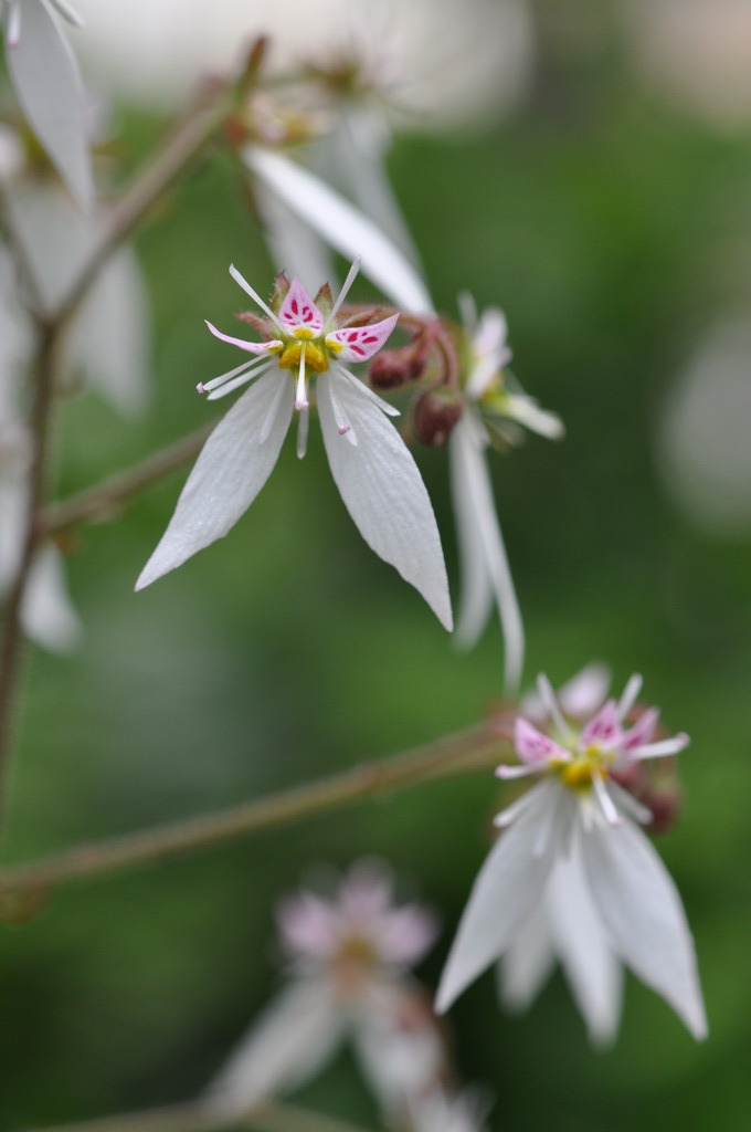 Saxifraga stolonifera