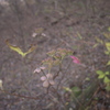 Withered flowers Ⅰ