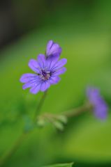 Geranium