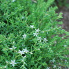 sedum