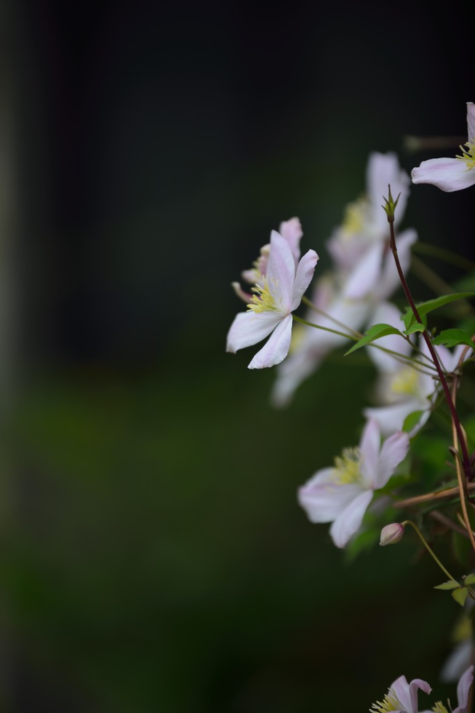 Clematis in full bloom　Ⅰ