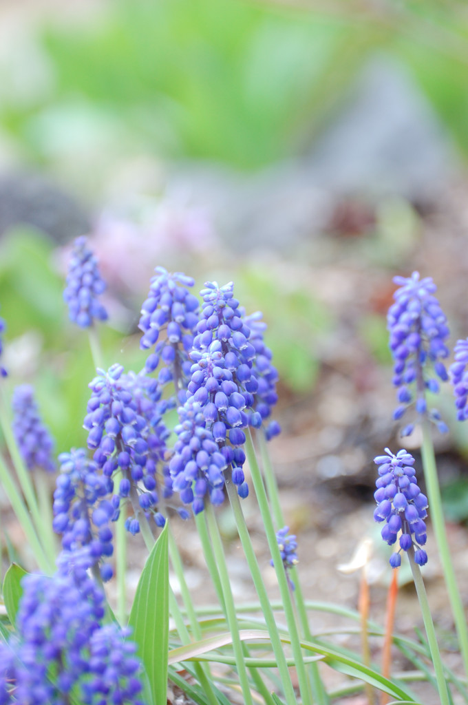 Spring of my garden　Ⅱ