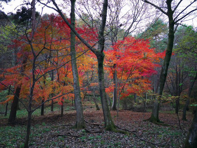 Colored leaves of the last year