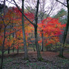 Colored leaves of the last year