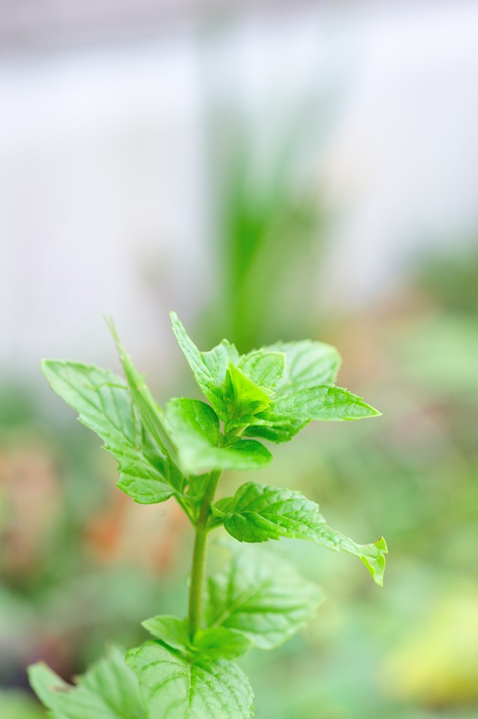 Light green