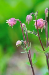 Aquilegia