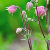 Aquilegia