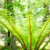 Fern