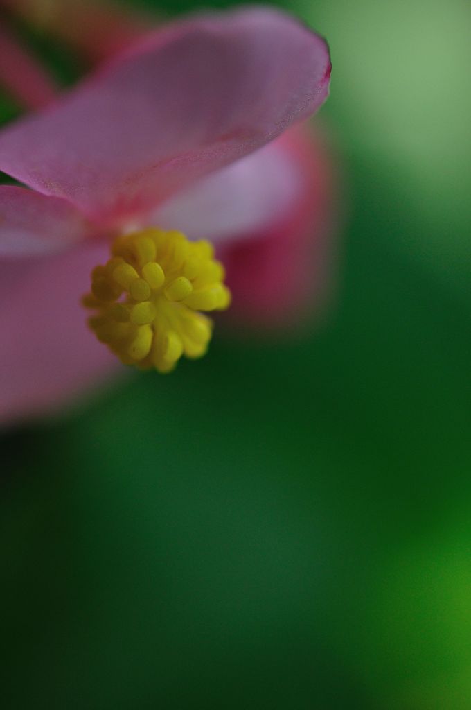 Begonia grandis