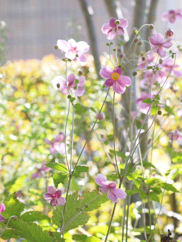 Grow hazy　Ⅰ