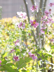Grow hazy　Ⅰ