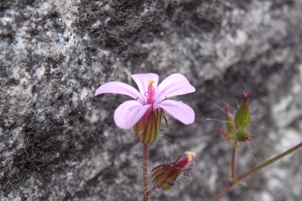 石垣に咲く一凛の花