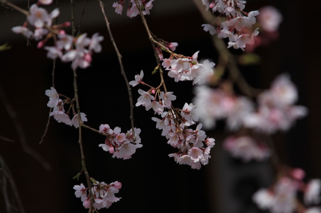 点缀樱花