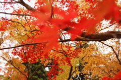 きれいな紅葉