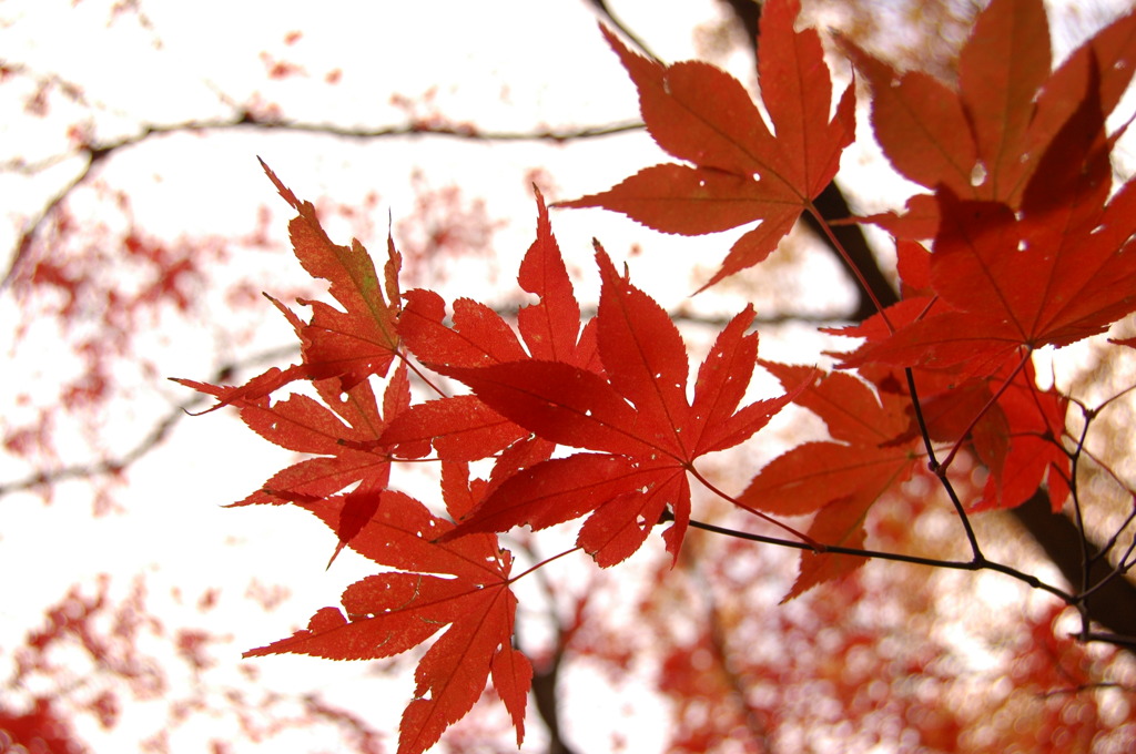 赤づいた葉