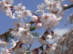 京都宇治　さくら