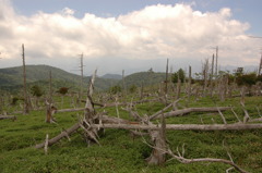 荒野